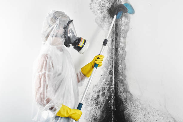 Trusted Lusby, MD Mold Removal Experts